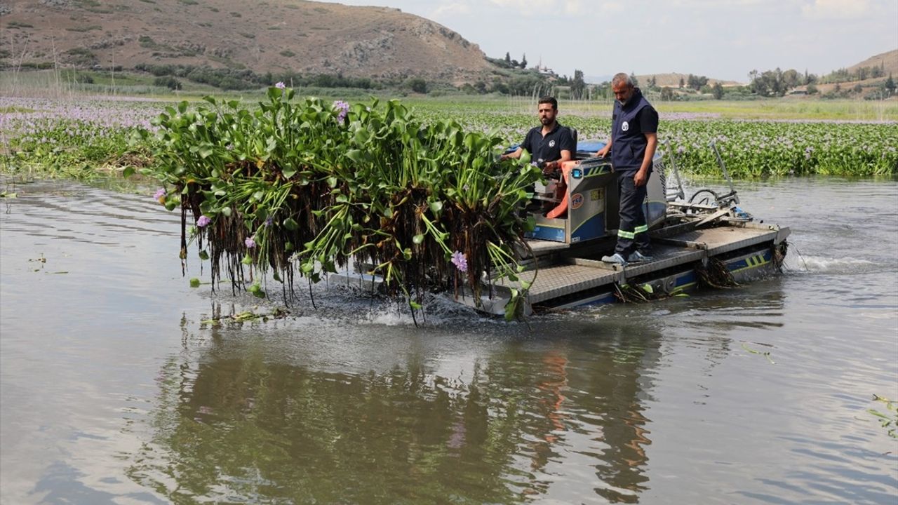 Hatay'da Gölbaşı Gölü'ndeki Su Sümbülleri Temizleniyor