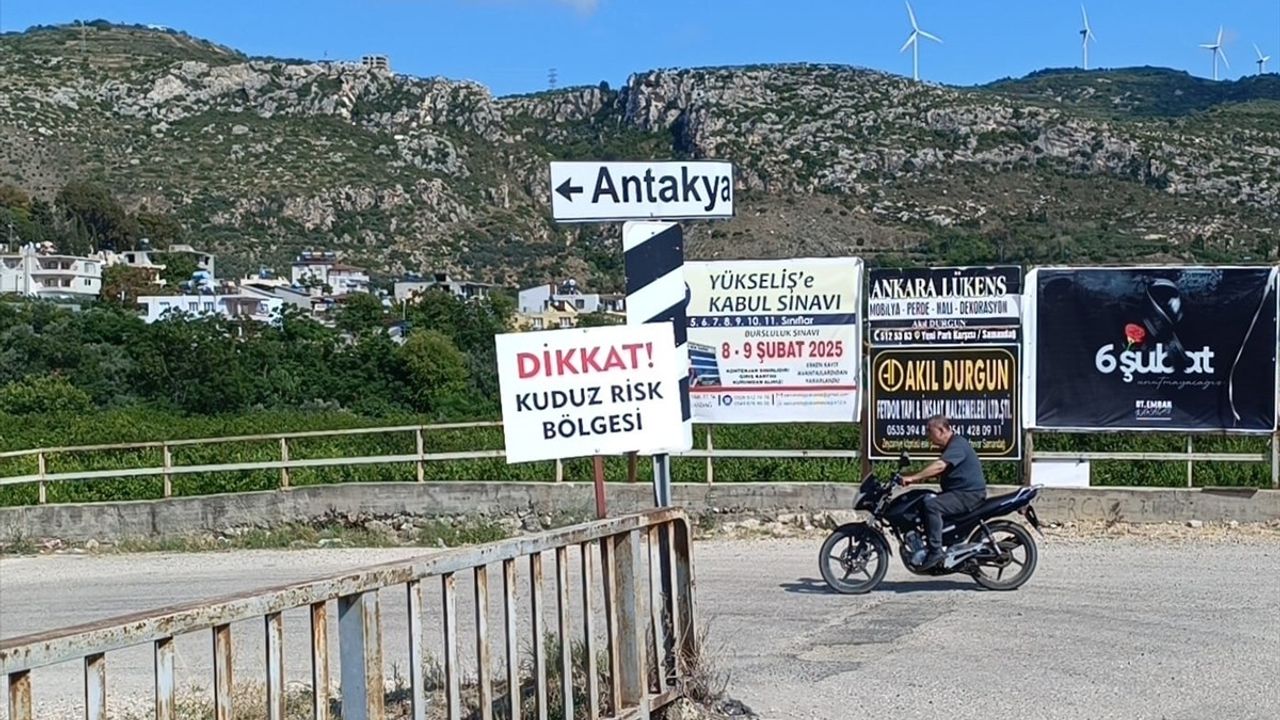 Hatay'da Kuduz Nedeniyle Karantina Altında Sahipsiz Köpekler Toplanıyor