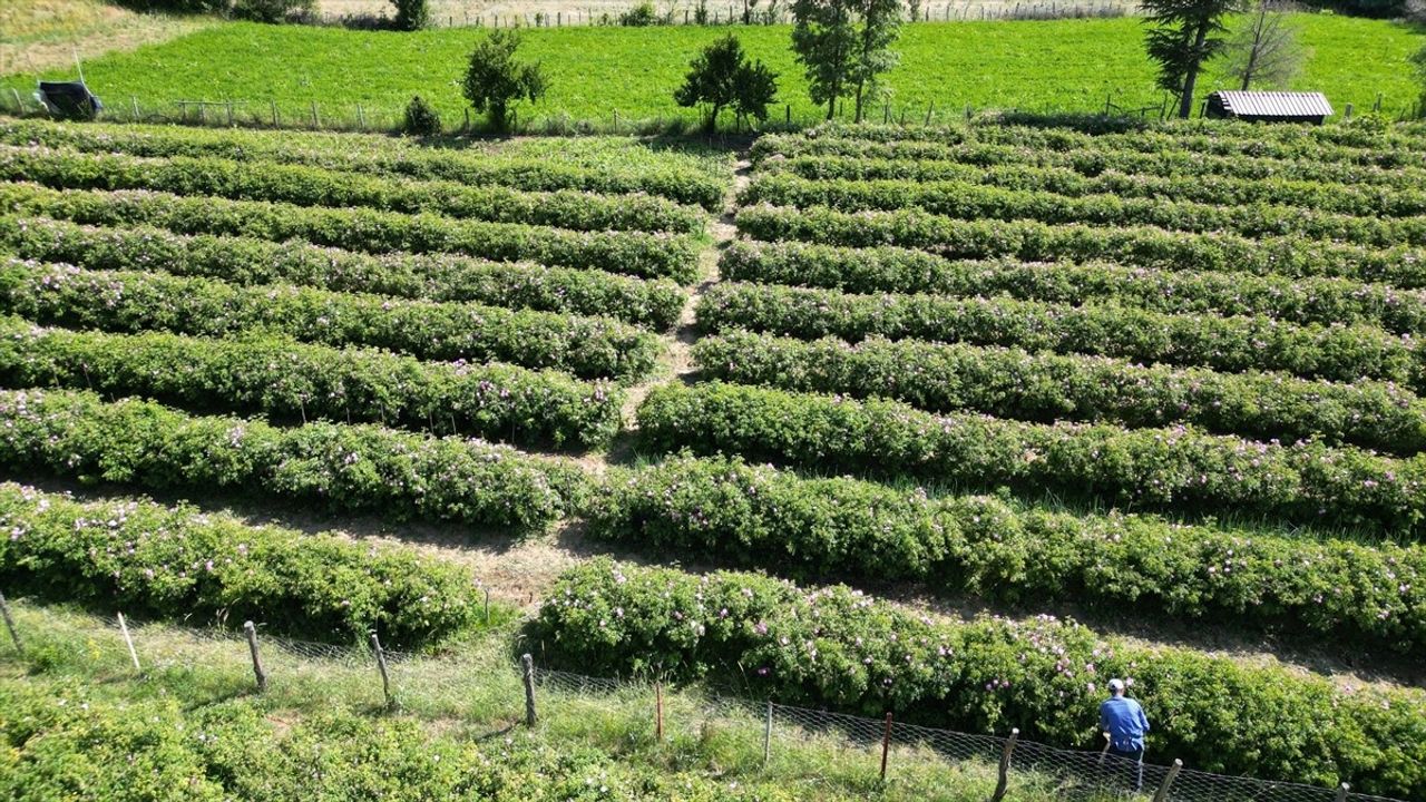 Isparta'da Gül Hasadı Devam Ediyor