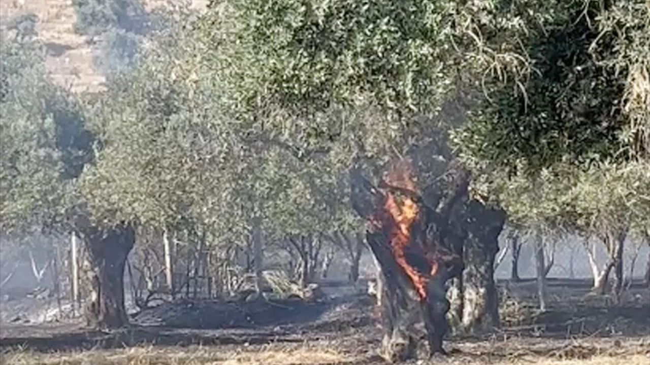 İzmir'de Zeytinlikteki Yangın Kontrol Altına Alındı