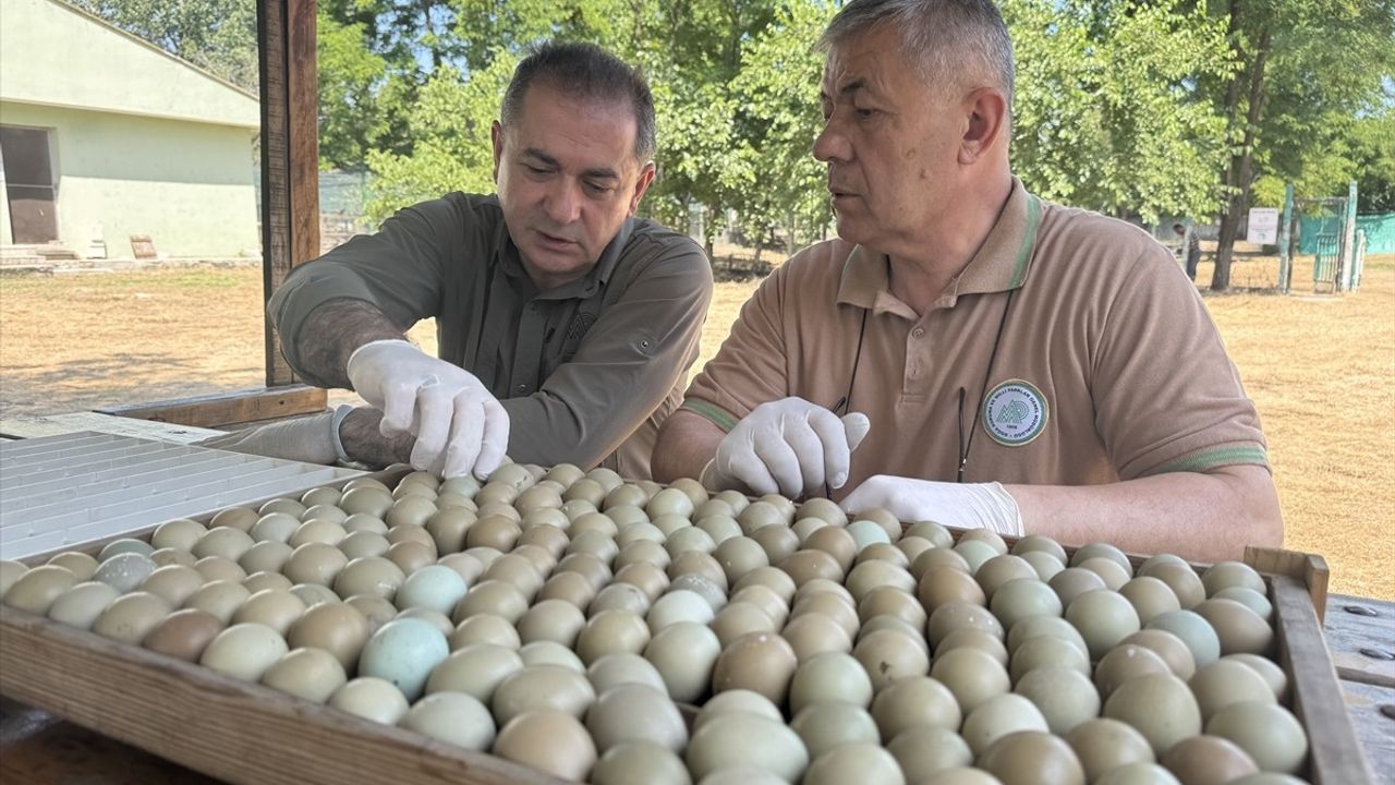Kahverengi Kokarca ile Mücadelede 3 Bin Sülün Salınıyor
