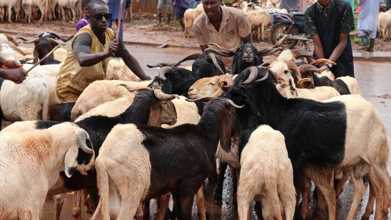 Kamerun'da Kurban Bayramı Hazırlıkları Yoğunlaşırken Hayvan Pazarları Canlanıyor