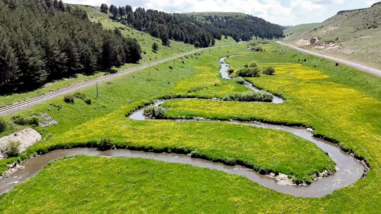 Kars'ın Sarıkamış Bölgesi Çiçeklerle Bezelendi