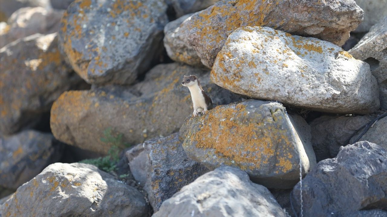 Kars Kırsalında Nadir Görülen Gelincik