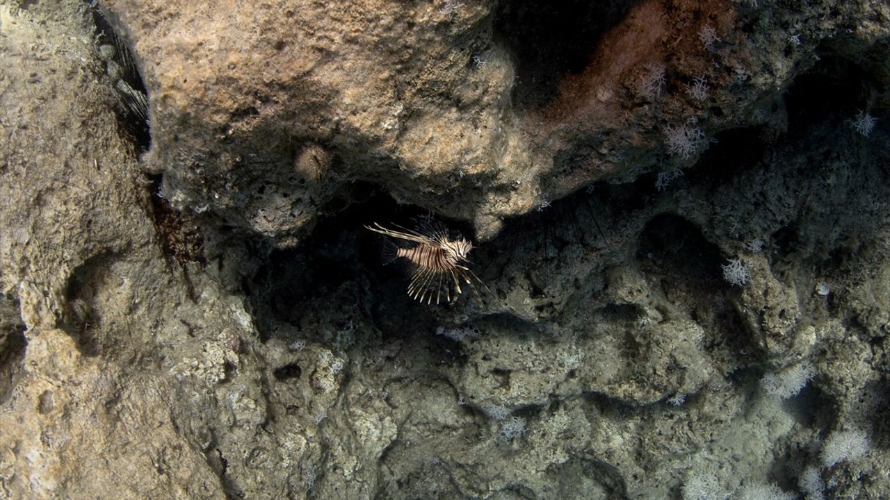 Kaş: Renkli Su Altı Dünyası