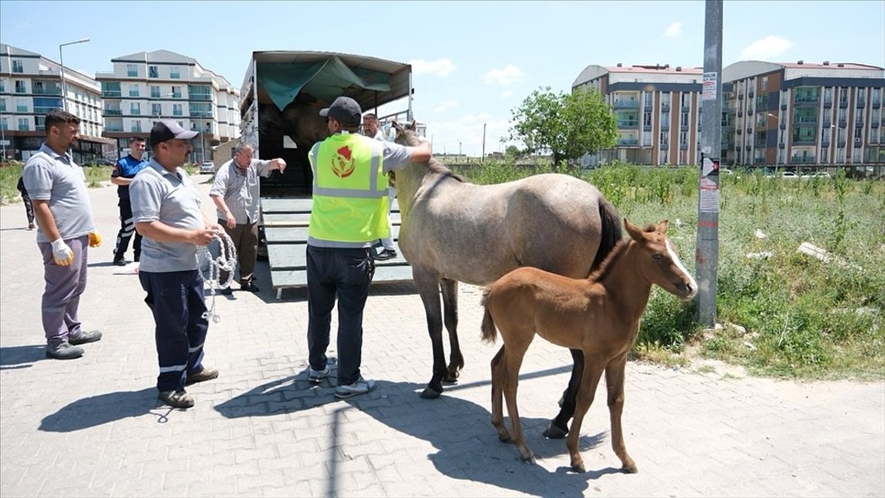 Kırklareli'de Başıboş Atlar Rehabilitasyon Alanına Taşındı
