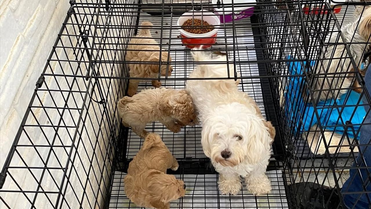 Kırklareli'de Kaçak Köpek Ticareti Önlenerek 12 Köpek Koruma Altına Alındı