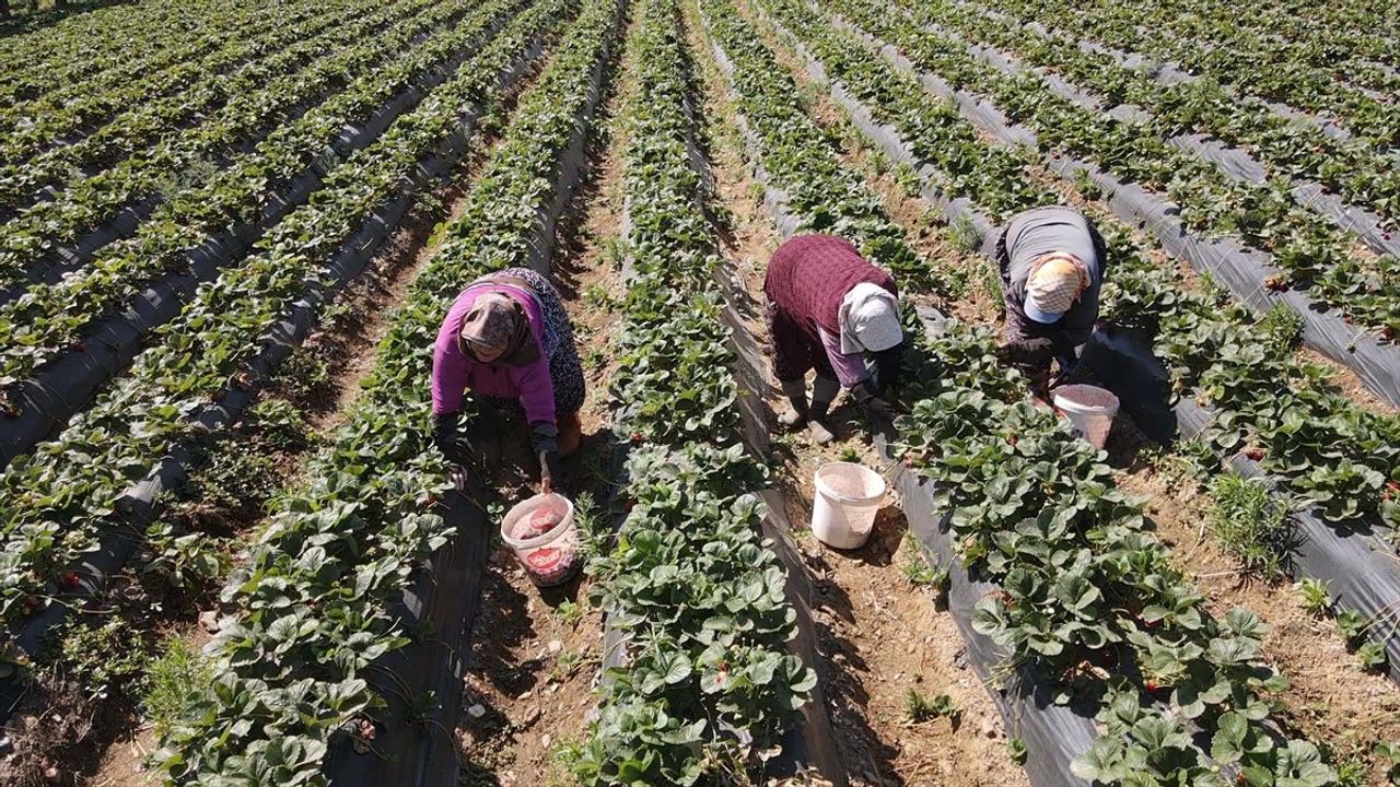 Muğla'da Çilek Hasadı Yüzleri Güldürdü