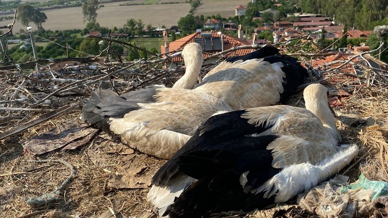 Muğla'da İtfaiye Ekipleri Leylek Yavrularını Kurtardı