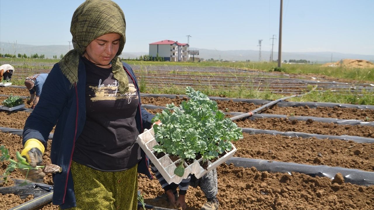 Muş Ovası'nda Karpuz Fideleri Toprakla Buluştu