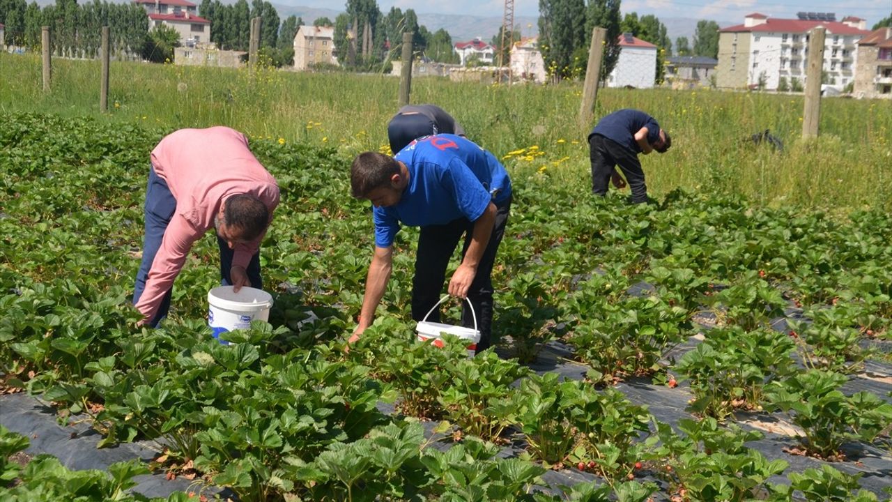 Muş'ta Çilek Hasadı Başladı