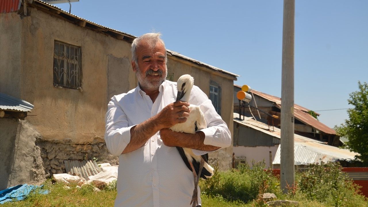 Muş'ta Elektrik Direğinden Düşen Leylek Yavrusu Tedavi Altına Alındı