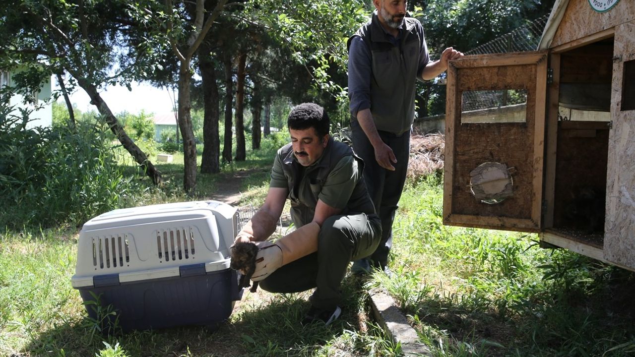 Muş'ta Koruma Altına Alınan Kurt Yavruları