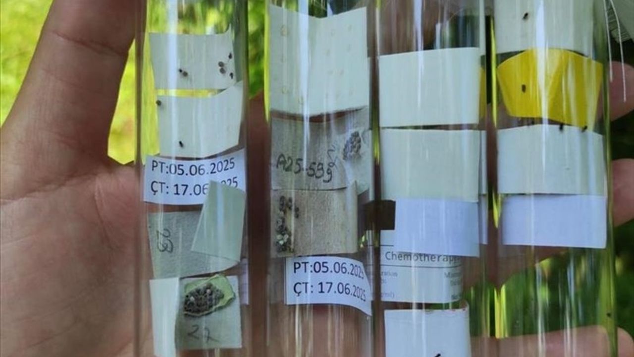 Rize'de Biyolojik Mücadele: 50 Bin Samuray Arısı Doğaya Salındı