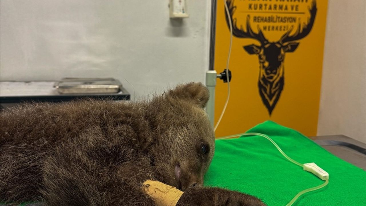 Sakarya'da Bulunan Yavru Boz Ayı, Ormanya'da Tedavi Ediliyor