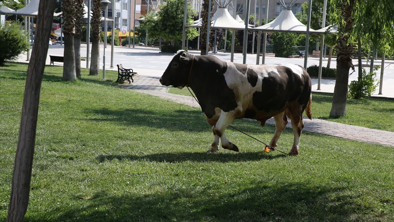 Şanlıurfa'da Kaçan Kurbanlık Boğa Parkta Ele Geçirildi