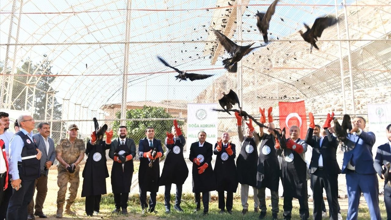 Şanlıurfa'da Kelaynakların Doğaya Salınması
