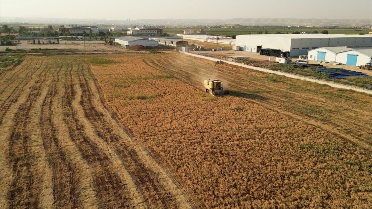 Şanlıurfa'da Nohut Hasadı İhtiyaç Sahiplerine Ulaşacak
