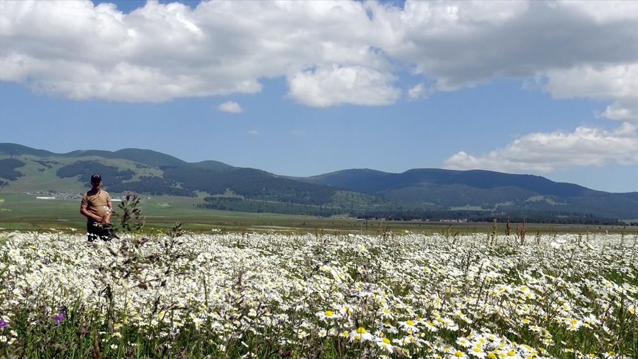 Sarıkamış'ta Kış ve Yazın Büyüleyici Dönüşümü
