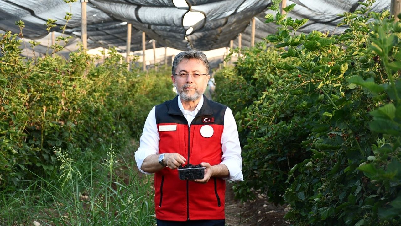 Siirt'te Böğürtlen Hasadı ve İhracat Potansiyeli