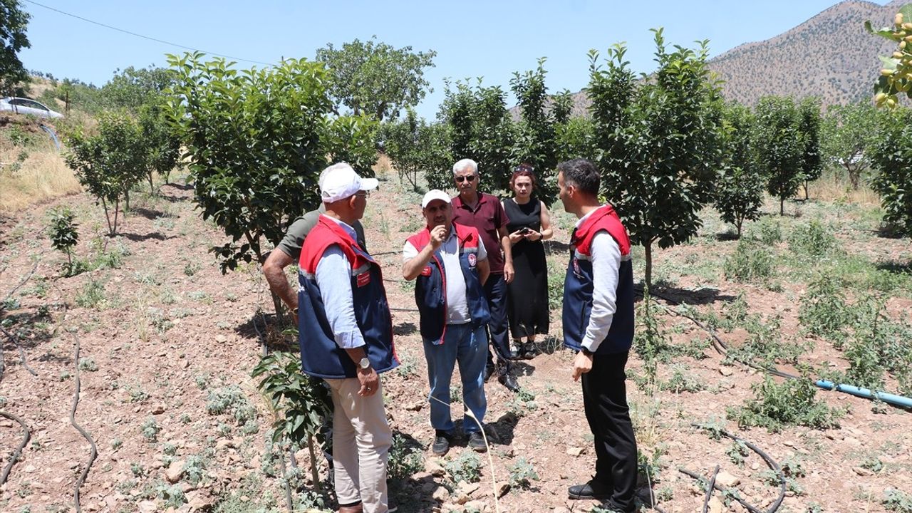 Siirt'te Trabzon Hurması Hasadı Başlıyor