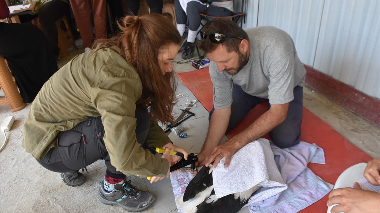 Sinop'ta Leylek Yavrularına Sağlık Kontrolü ve Halkalama İşlemleri