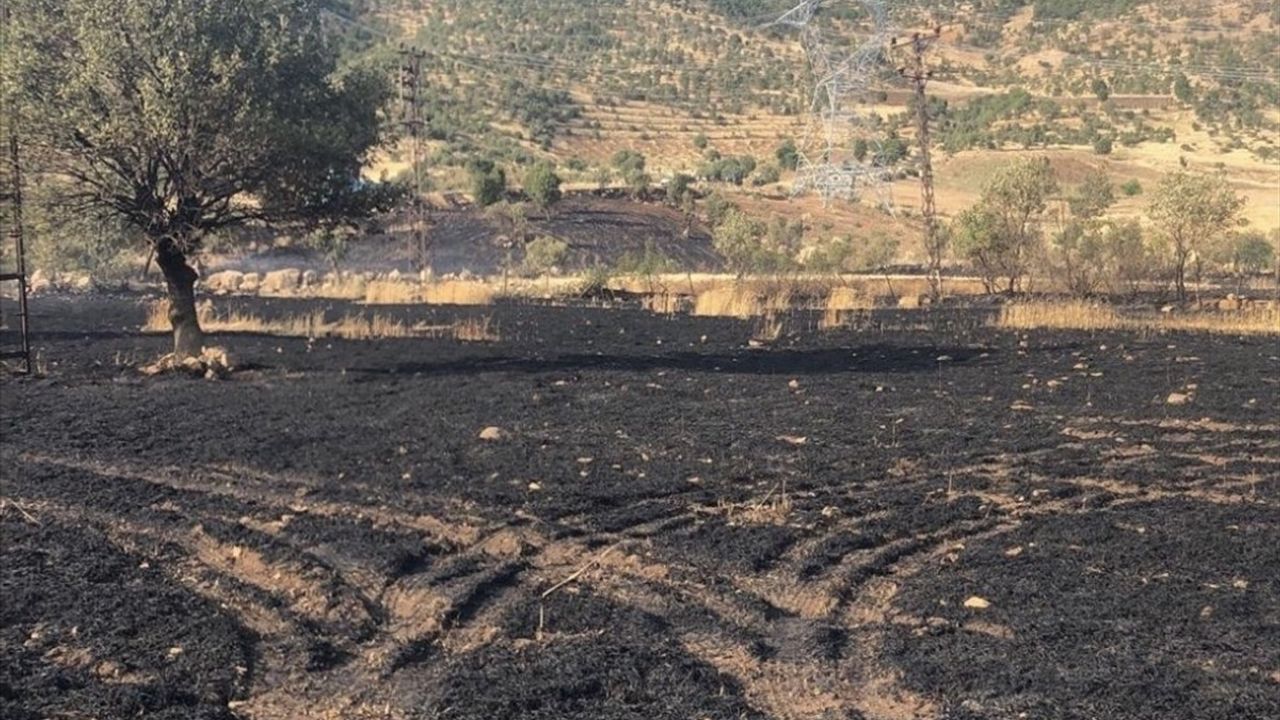 Şırnak'ta Büyük Yangın: 50 Dönüm Buğday Alanı Zarar Gördü