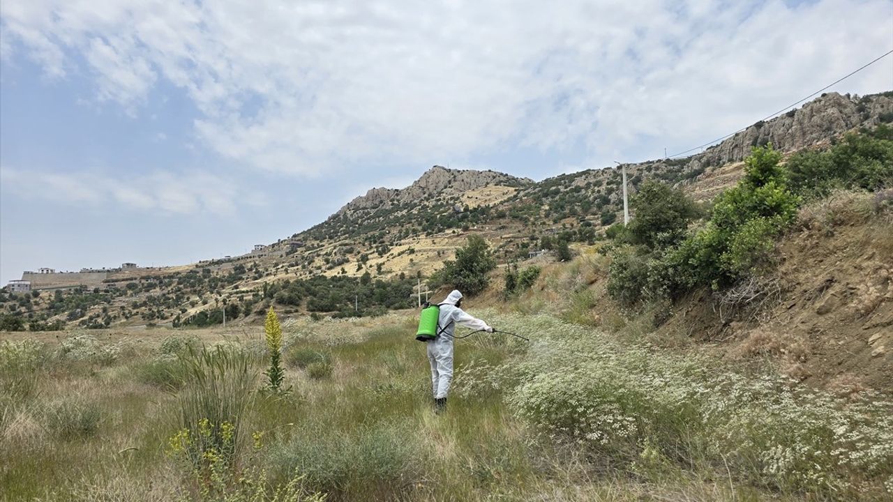 Şırnak'ta Çekirgelerle Mücadele: 700 Dekar İlaçlama Yapıldı