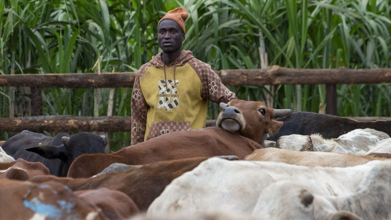 TDV Ekiplerinin Malavi'deki Kurban Kontrolleri