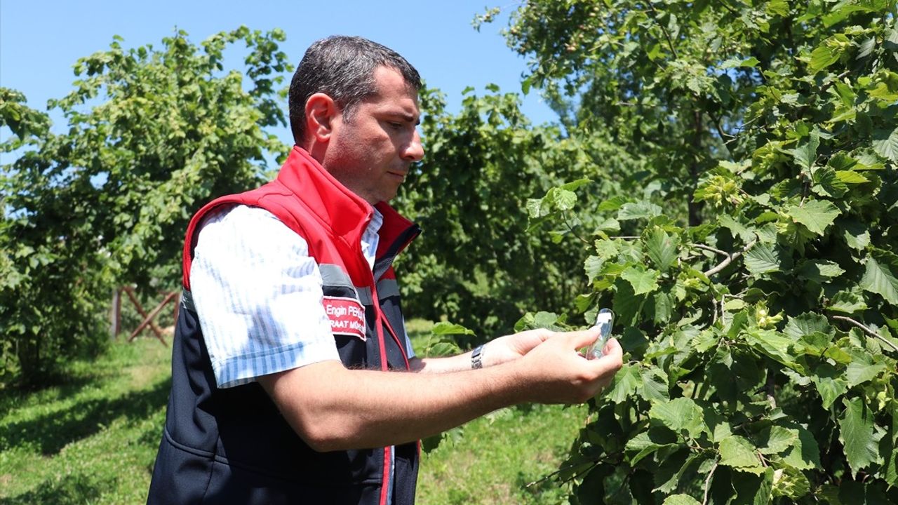 Trabzon'da 56 Bin Samuray Arısı Doğaya Salındı