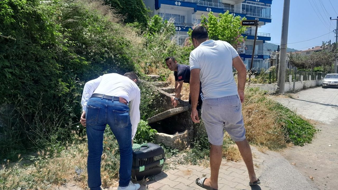 Yalova'da Yaralı Su Samuru Tedavi Altına Alındı