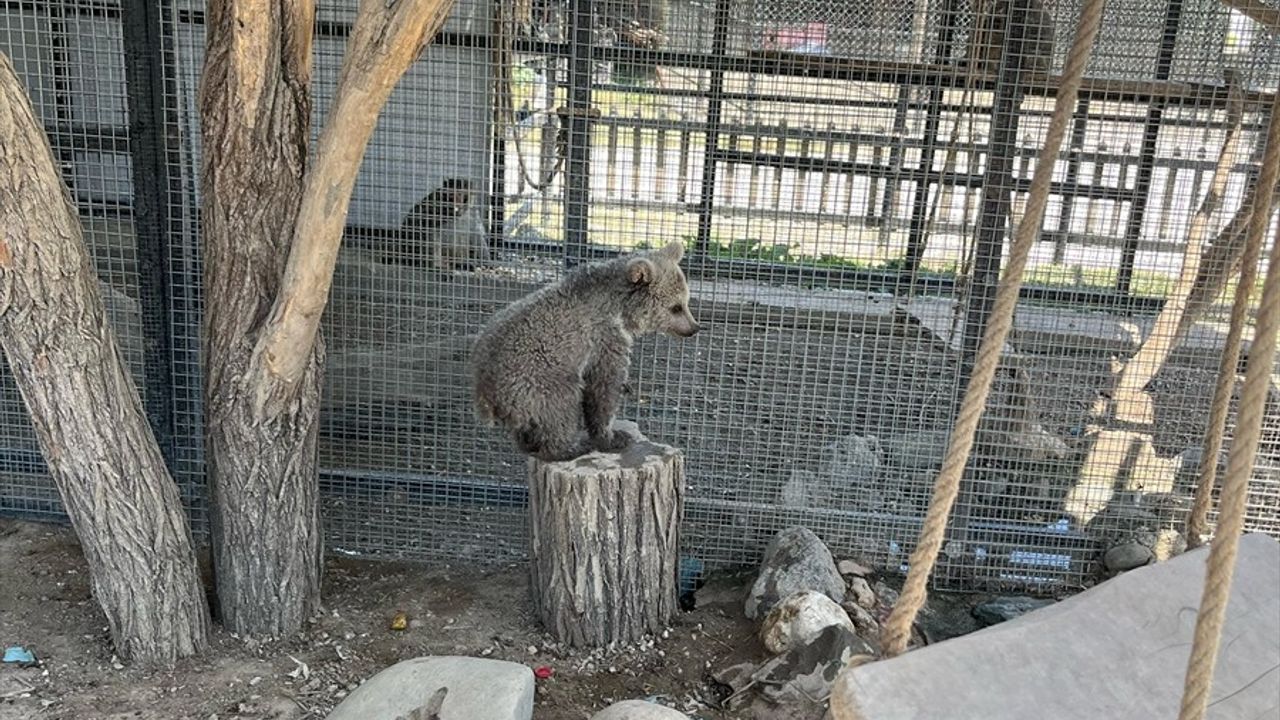 Yaralı Boz Ayı Sakarya Hayvanat Bahçesinde