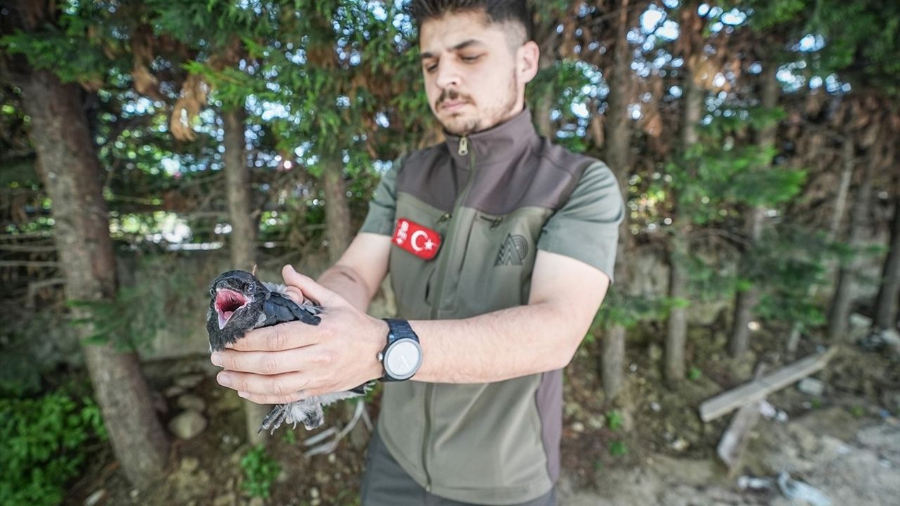 Yaralı Kargaya Yardım İçin Ses Çıkaran Kargalar