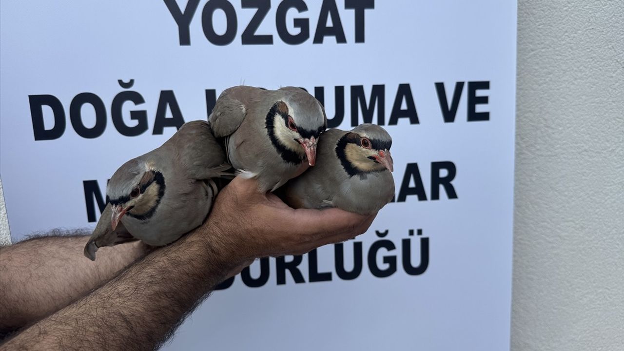 Yozgat'ta 216 Bin Kınalı Keklik Üretimi Gerçekleştirildi