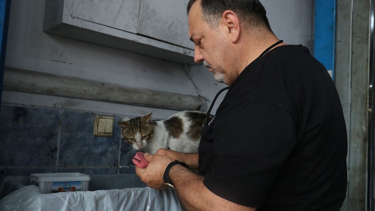 Akçaabat'ta 'Psikopat' Kedinin Hikayesi