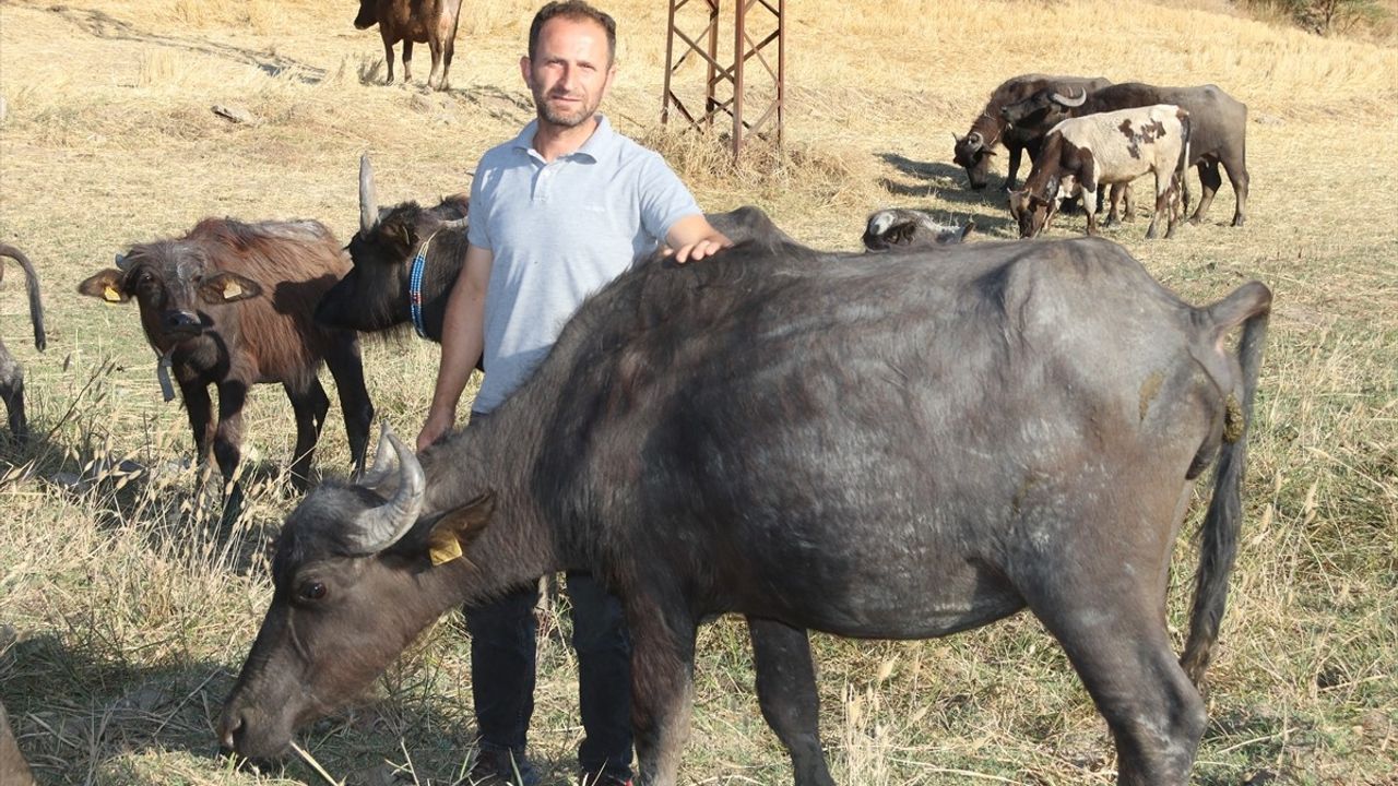 Amasya'da Manda Yetiştiriciliği: Veysel ve Azize Özkan'ın Başarılı Hikayesi