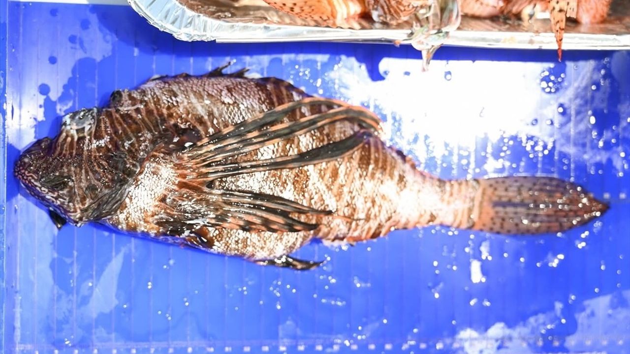 Antalya'da Aslan Balığı Avlama Yarışması Geleneği
