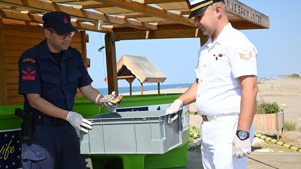 Antalya'da Yaralı Caretta Caretta Yeni Hayatına Kavuştu