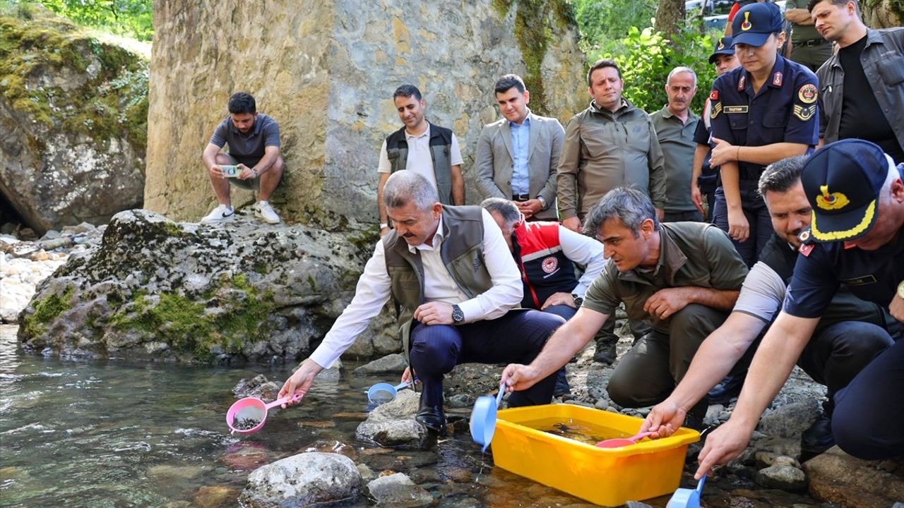 Artvin'de Kırmızı Benekli Alabalık Yavruları Derelere Salındı