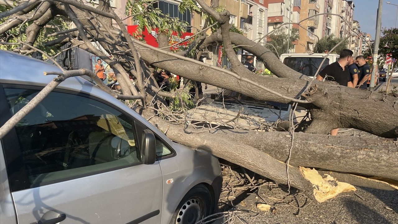 Aydın'da Devrilen Ağaç İki Otomobili Zarar Bıraktı