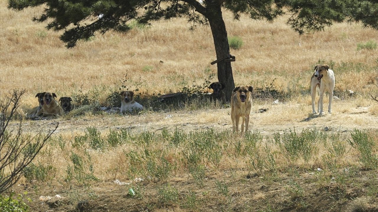 Başkentte Genç Saldırıya Uğradı: Sahipsiz Köpek Sorunu Devam Ediyor