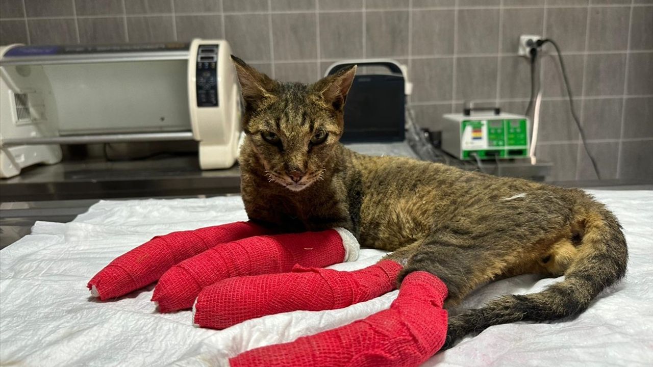 Bilecik'teki Orman Yangınında Yaralanan Kedi Tedavi Ediliyor