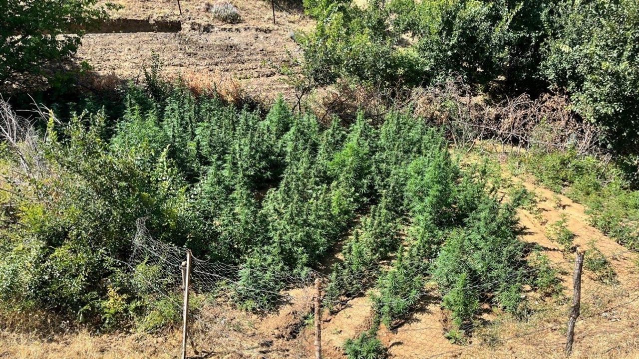 Bingöl'de Uyuşturucu Operasyonu: Bin 651 Kök Hint Keneviri Ele Geçirildi