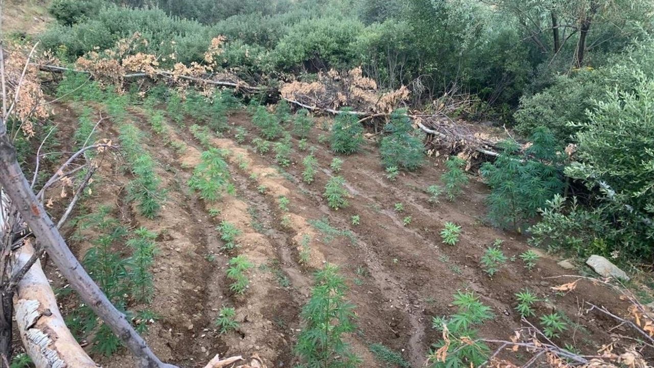 Bingöl'de Uyuşturucu Operasyonu: Binlerce Kök Bitki Ele Geçirildi