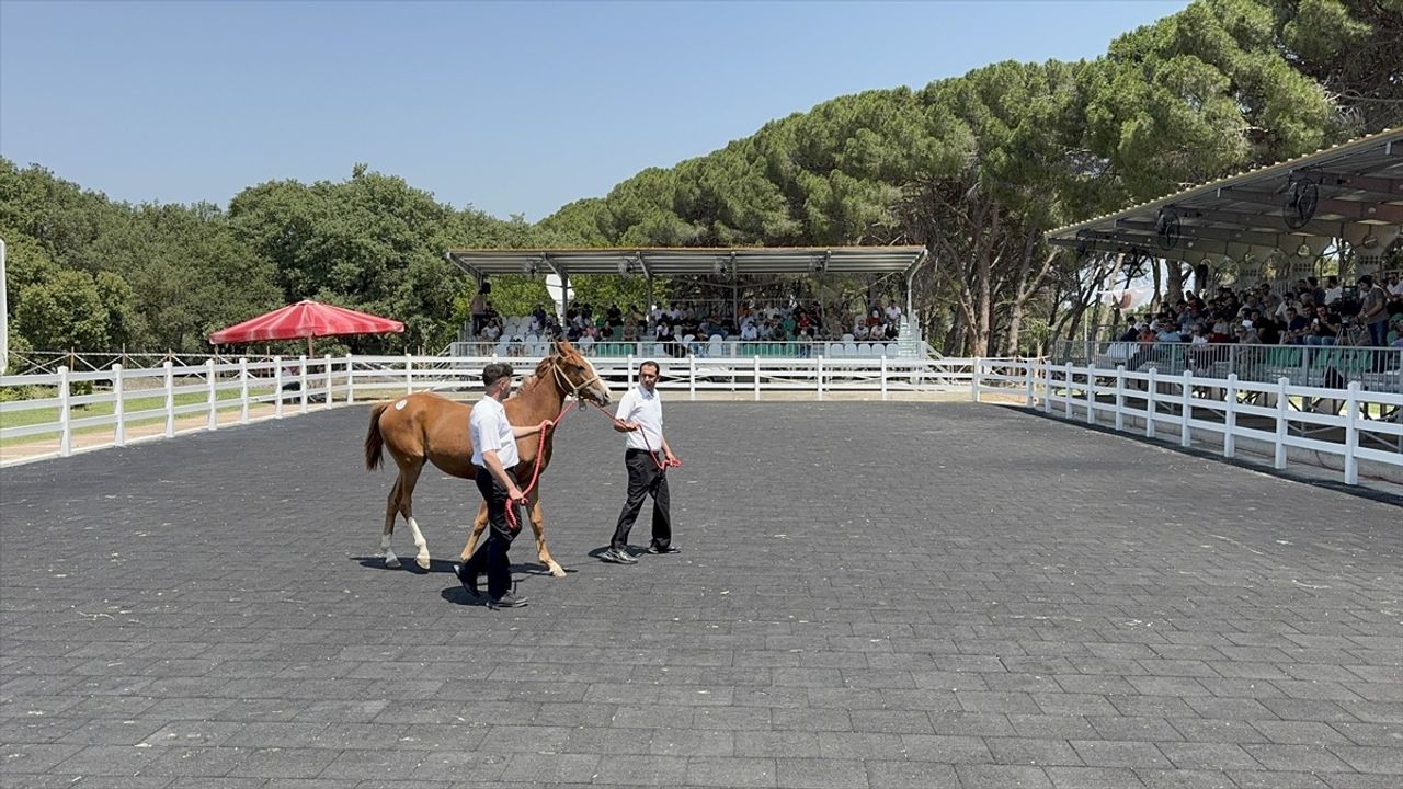 Bursa'da Arap Tay Satışı: 23 Milyon Liralık Gelir Elde Edildi
