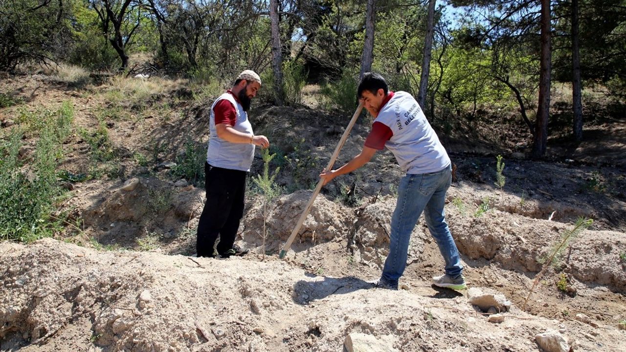 Çankırı'da Bebekler ve Evlilikler İçin Fidan Dikimi