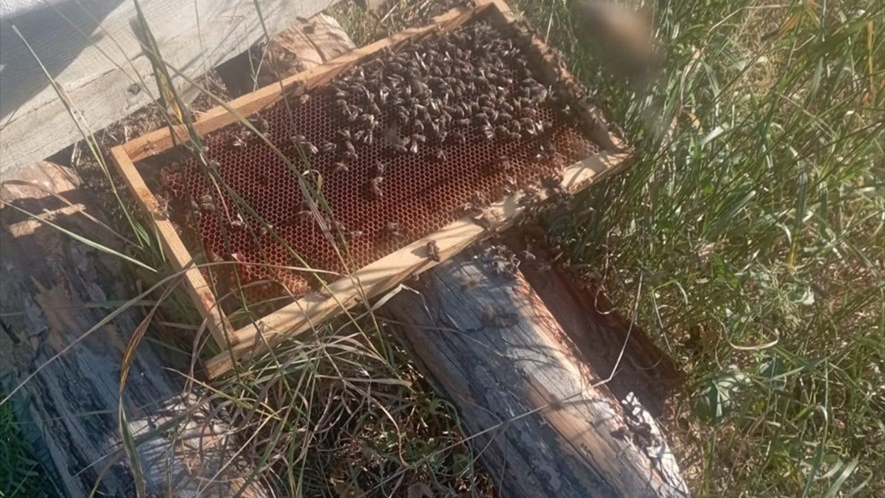 Çorum'da Ayıların Arı Kovanlarına Zarar Vermesi Sorunu