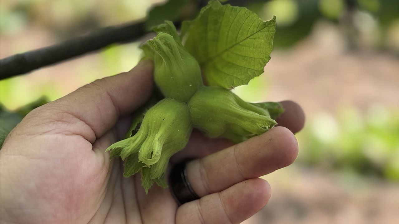 Düzce'de Fındık Hasadı Başlıyor