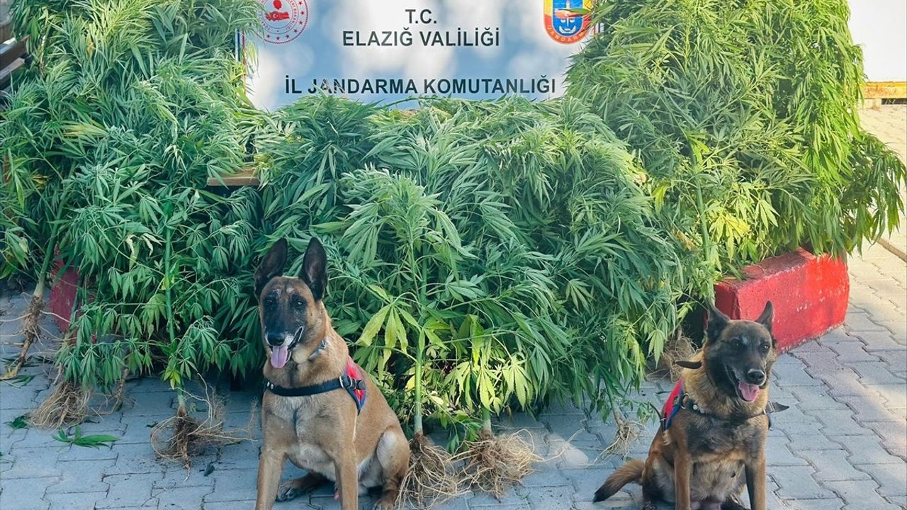 Elazığ'da Uyuşturucu Operasyonu: 511 Kök Hint Keneviri Ele Geçirildi