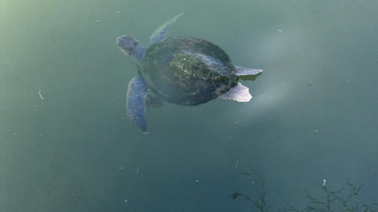 Fethiye'de Misina ile İlgili Caretta Caretta Kurtarıldı
